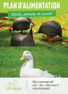 Dindes Pintades