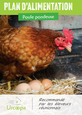 Pondeuse tradition