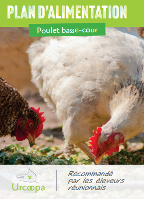 Poulet Basse cour