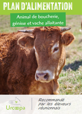Vache